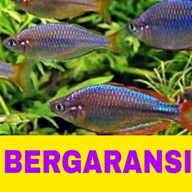 ikan hias rainbow Peacock isi 10