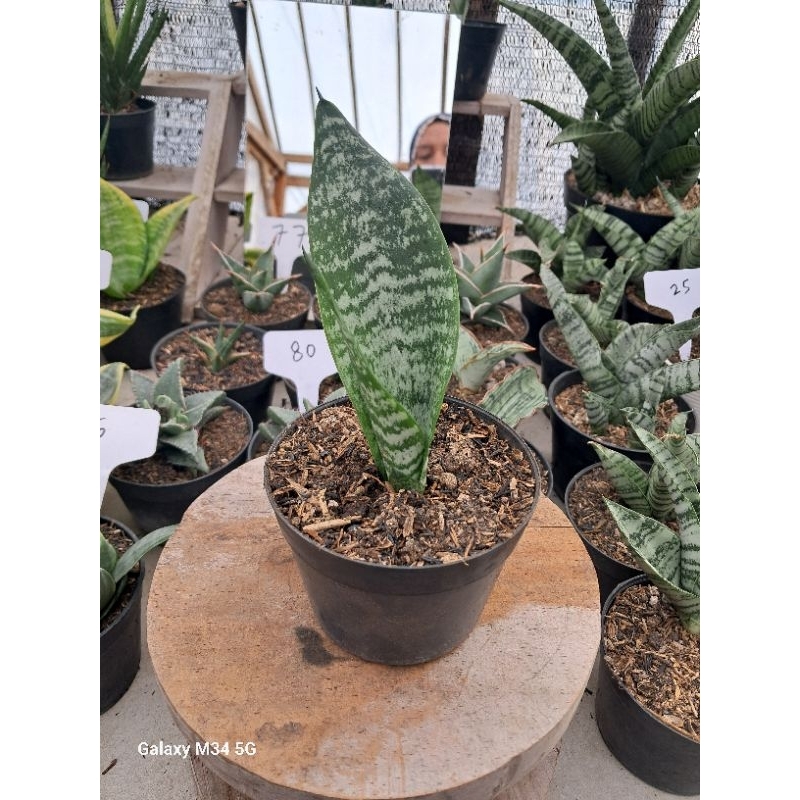 sensivera superba Murah