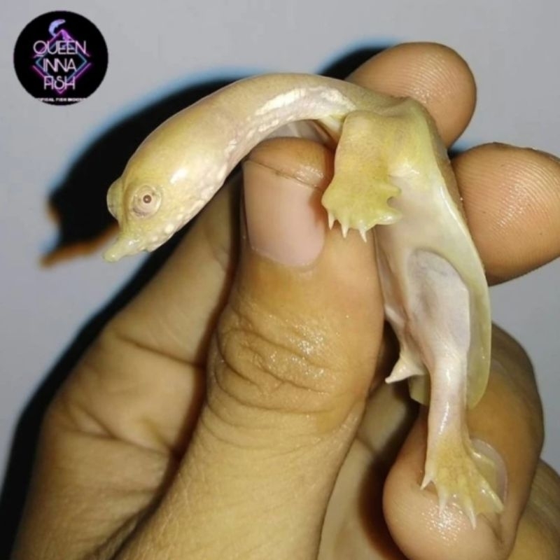 Baby Bulus Albino | Chinese Softshell Turtle | Kura Kura Albino Baby