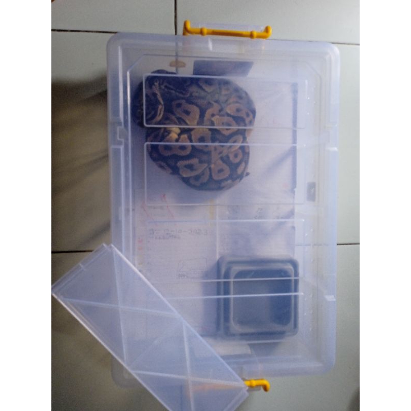 Ball python pastel yellow belly proven 1x