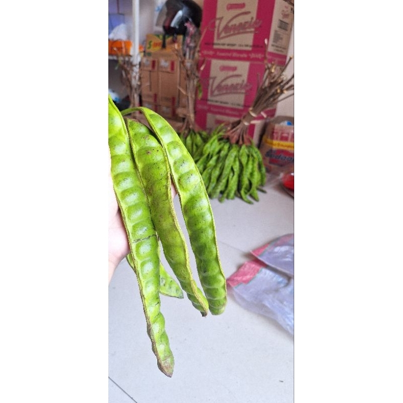 

Pete Segar dan Fresh