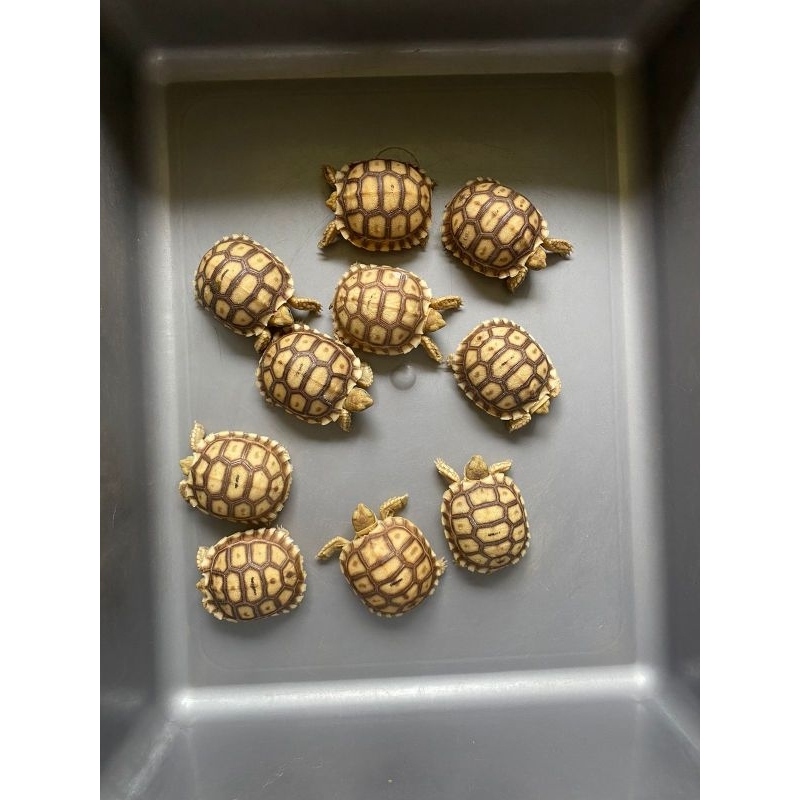 Baby Sulcata 5-6 cm