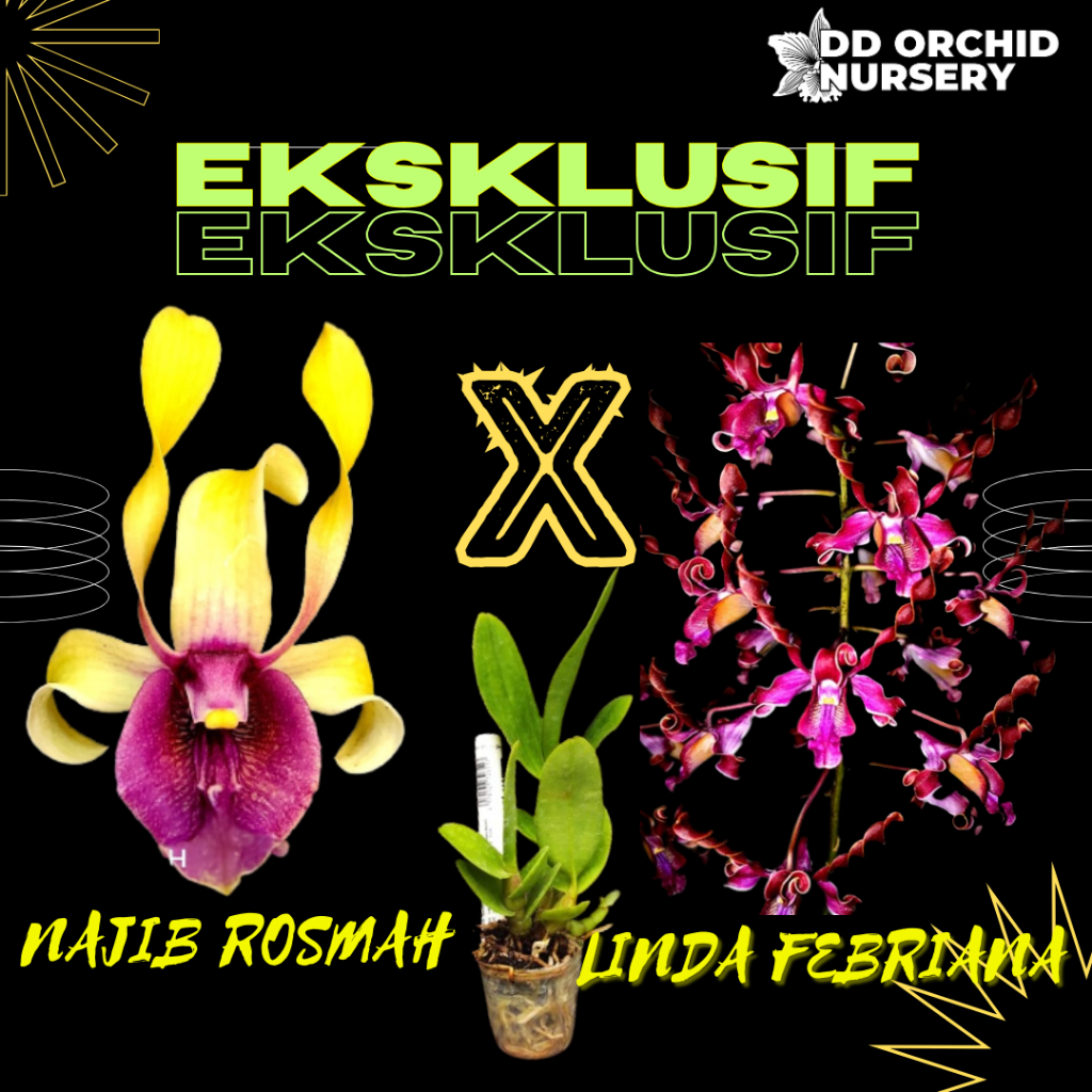 DD Orchid Remaja Anggrek Dendrobium Najib Rosmah X Den. Linda Febriana