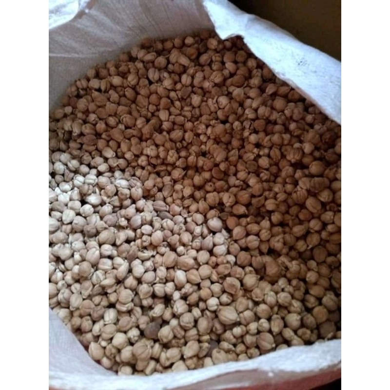 

kapulaga kering kapol kapologo 5kg hemat kargo Grosir