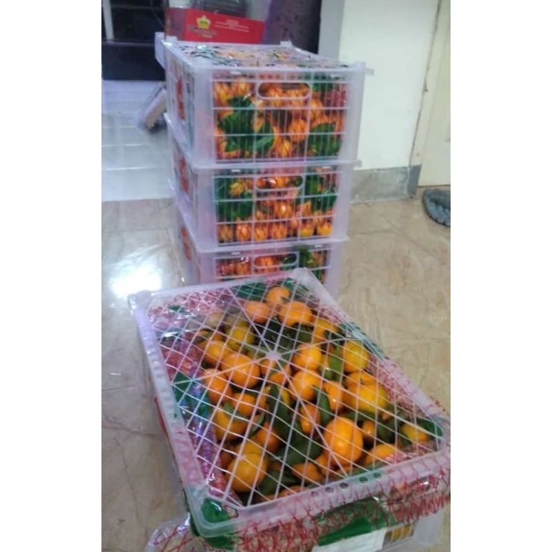 

JERUK SANTANG DAUN FRESH 1KG
