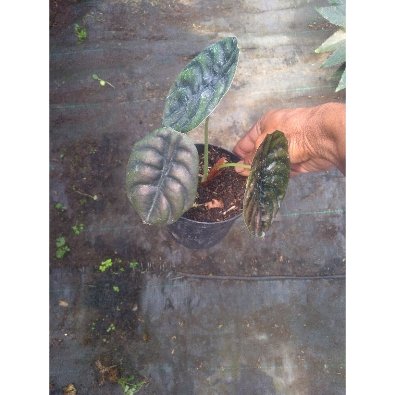 alocasia tengkorak hitam/cuprea