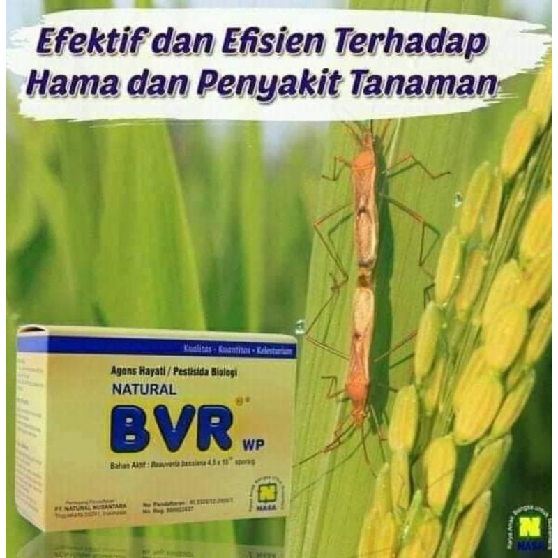 pengendali hama  bvr nasa, pestisida  alami