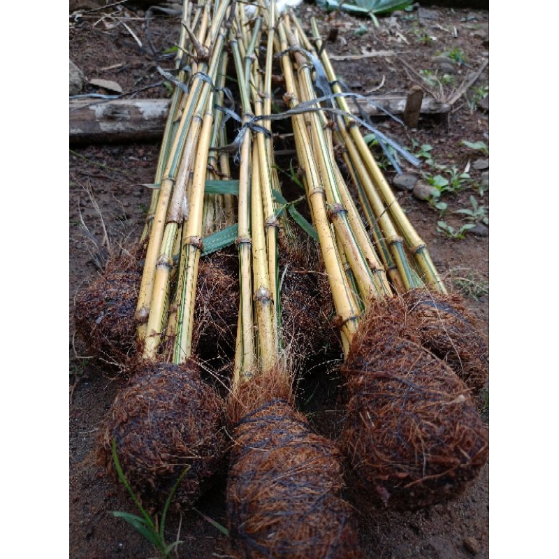 Bambu kuning mini bibit bambu hias