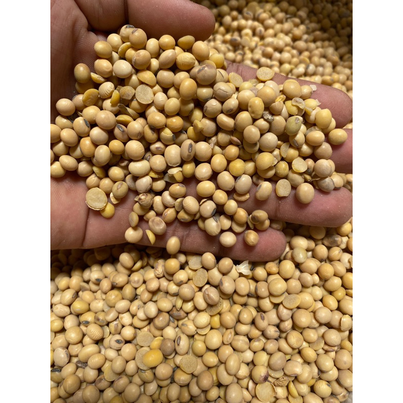 

kacang kedelai bola USA 1kg/1000gr