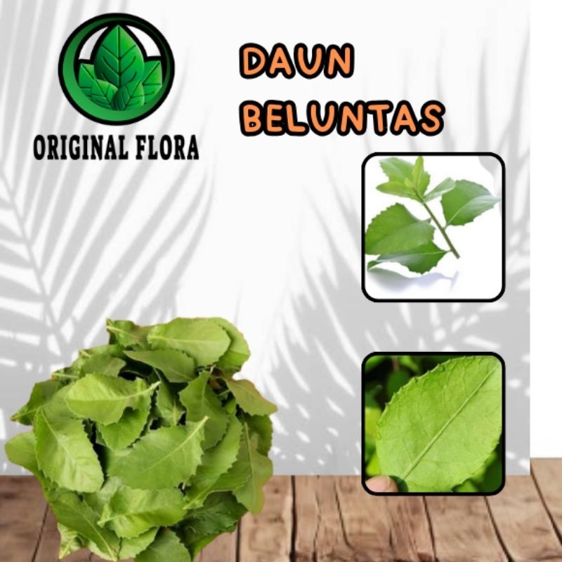 Daun Beluntas Daun Beluntas ( Per Helai / Perlembar )