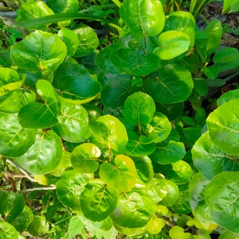 

DAUN MANGKOKAN SEGAR 10 LEMBAR HERBAL ALAMI
