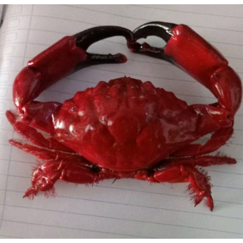 

awetan kering kepiting untuk hiasan/prakarya