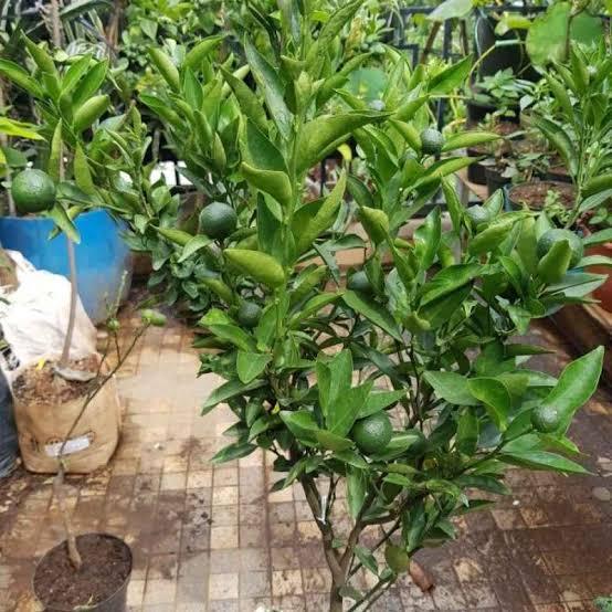 Bibit jeruk santang madu kondisi berbuah_bibit istemewa unggul 01