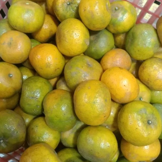 

Jeruk Gergah 1kg