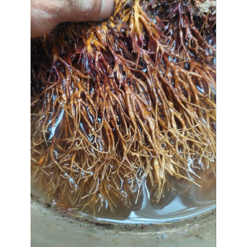 Pupuk jakaba dan biang jakaba