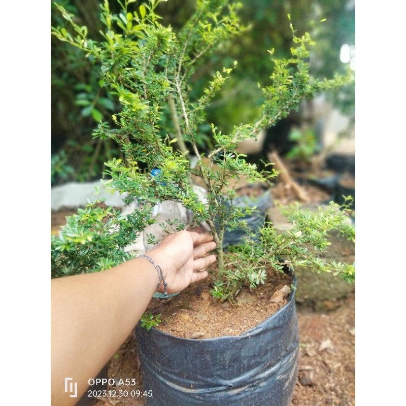 Bahan bonsai saeng simbur super mikro vietnam bunga ungu