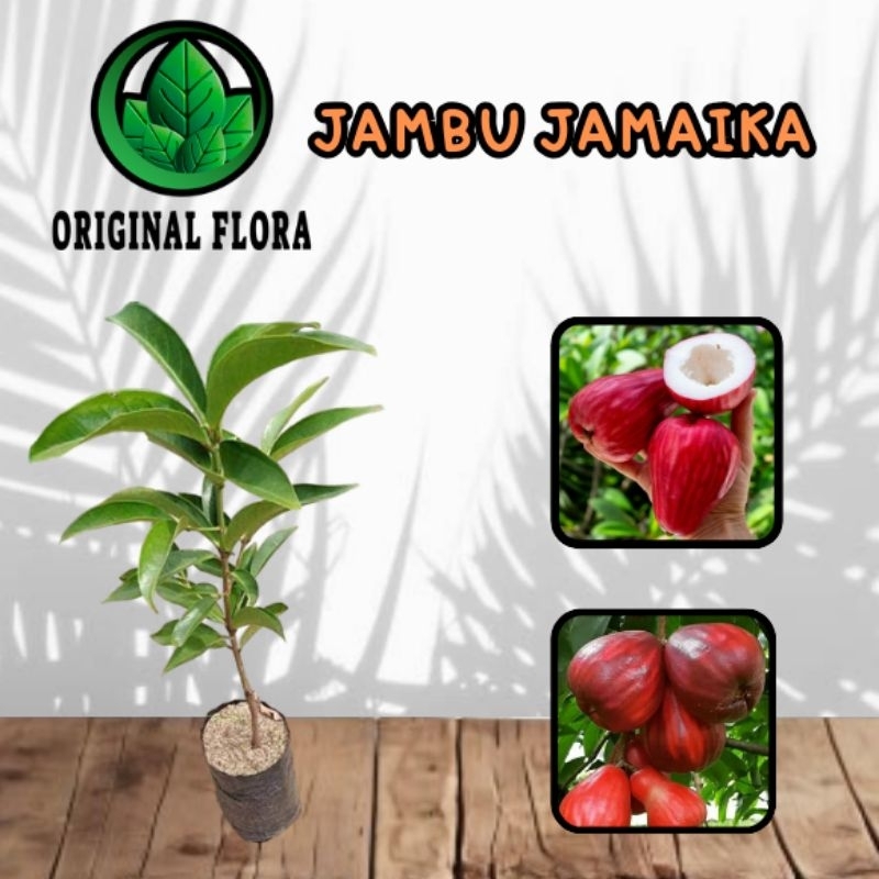 Bibit Jambu Jamaika jambu Jamaica Pohon Jambu Jamaika