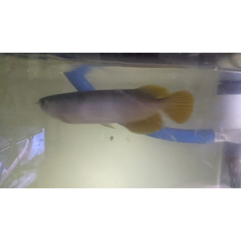 ikan hias arwana/arowana super red 20cm