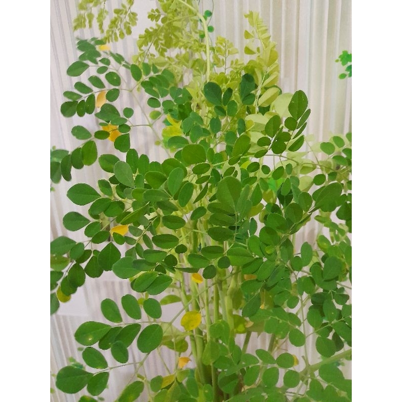 

Daun kelor segar (daun + batang) dipetik saat di order