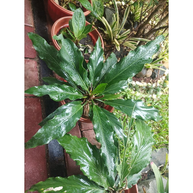 Anthurium Gelombang Cinta Dewasa