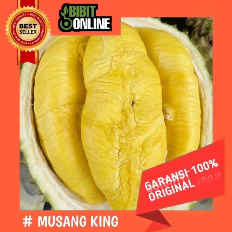 PROMO Bibit durian MUSANG KING original siap tanam.Tanaman buah hasil okulasi,Super genjah jumbo ung