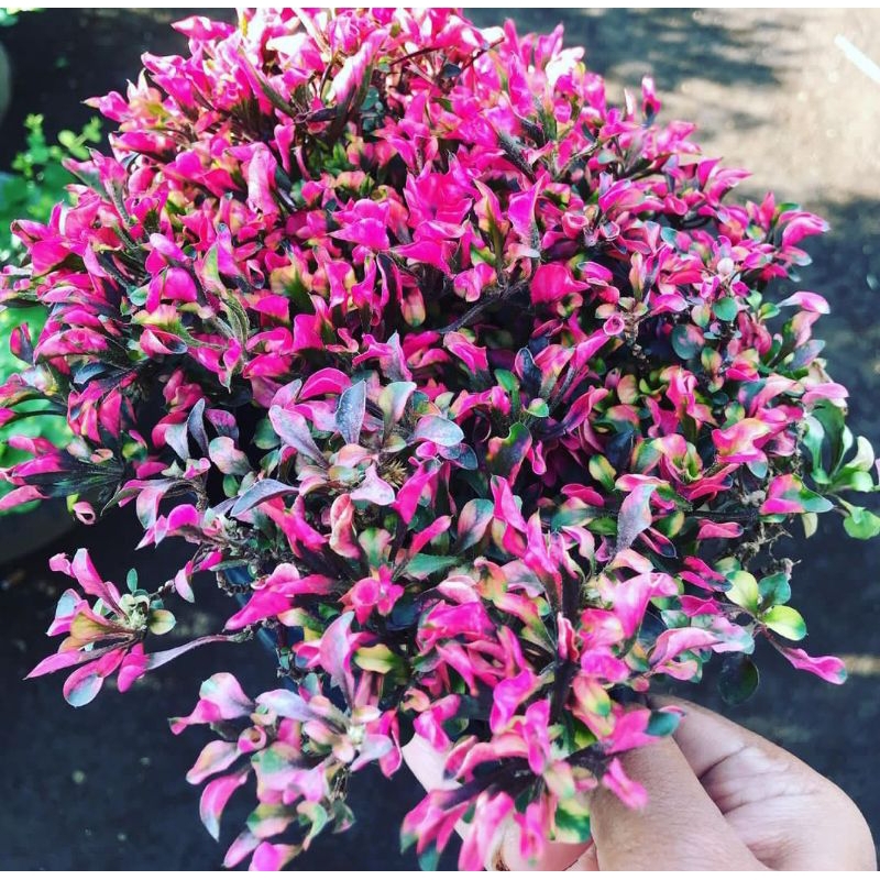 Rumput merah / krokot merah cantik/ rimbun merah