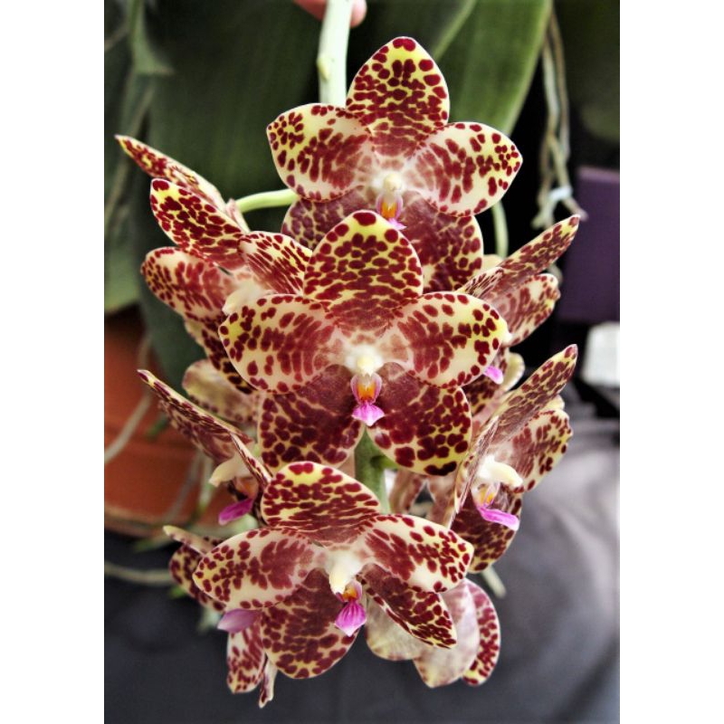 Anggrek Sultan Phalaenopsis Gigantea