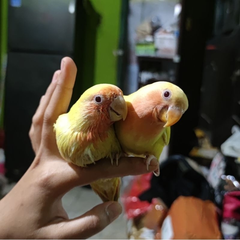 TERJANGKAU LOLOHAN LOVEBIRD NON KLEP ROSEICOLLIS | ANAKAN LOLOHAN LOVE BIRD NK