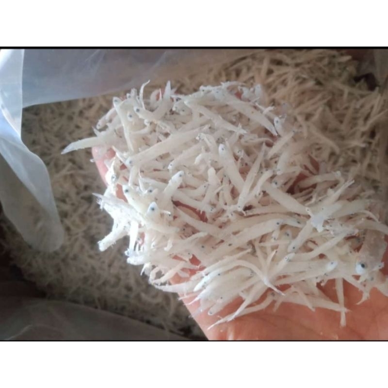 

Ikan Asin Teri Nasi Medan Super 500 gram