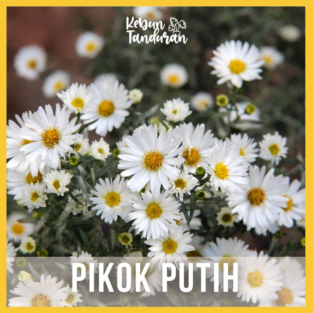 Tanaman Hias Bunga Hidup Aster Pikok Putih Berbunga/ Pikok Krisan Bibit / Benih Hidup Bukan Biji Mur