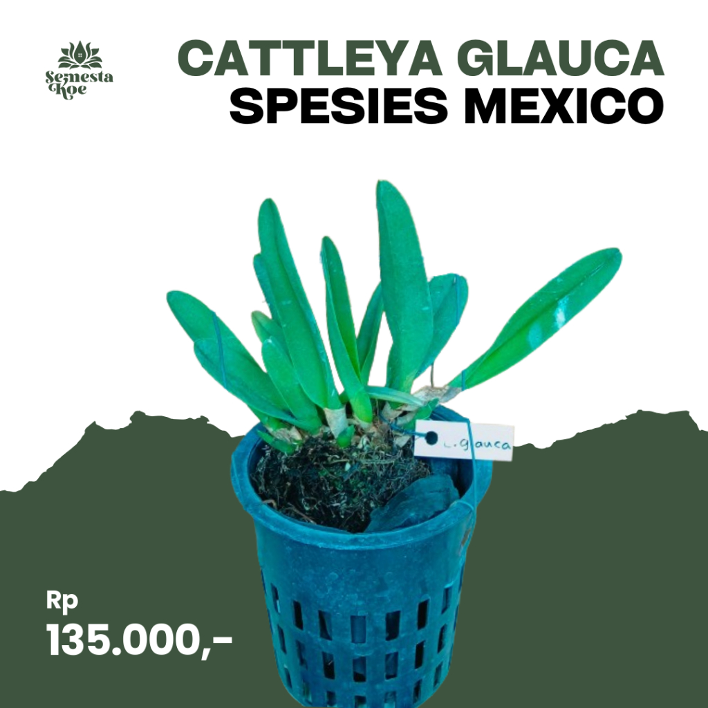 Anggrek Cattleya Glauca Spesies Mexico