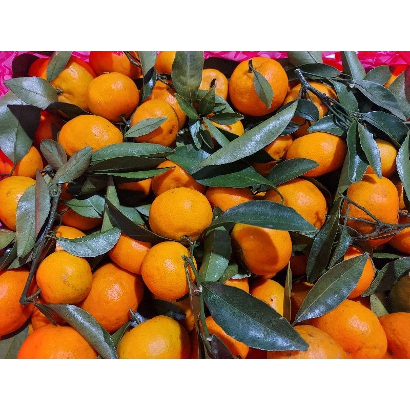 

Jeruk Shantang Daun 27,000 rupiah per 500gr