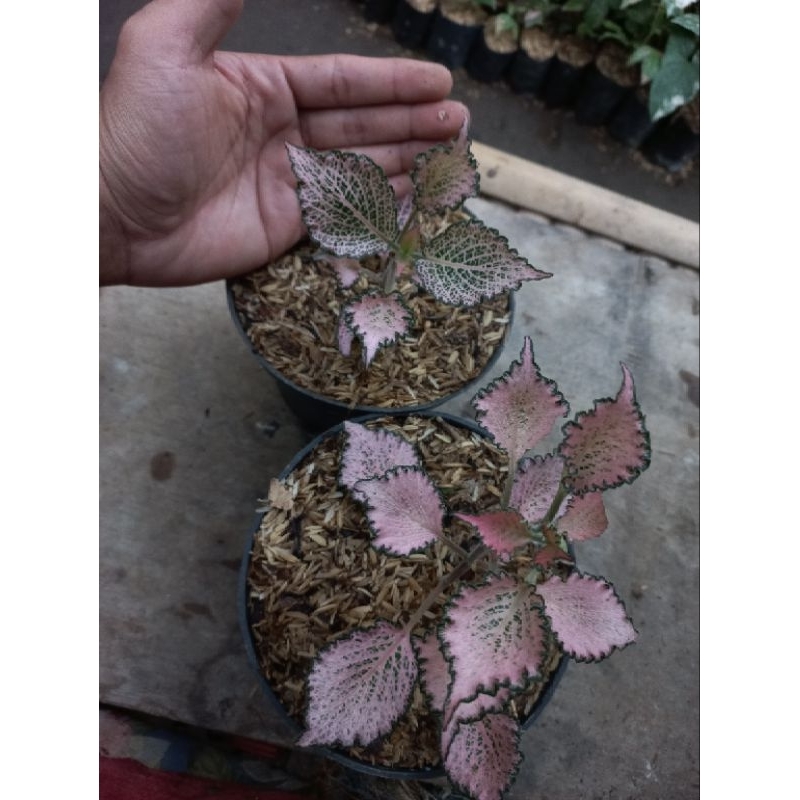 Tanaman hias Mutiara Fittonia / Fittonia import pink / Fittonia franky Pink Import