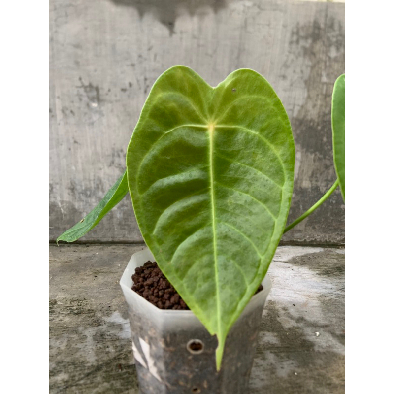 tanaman hias anthurium veitchii x forgetii