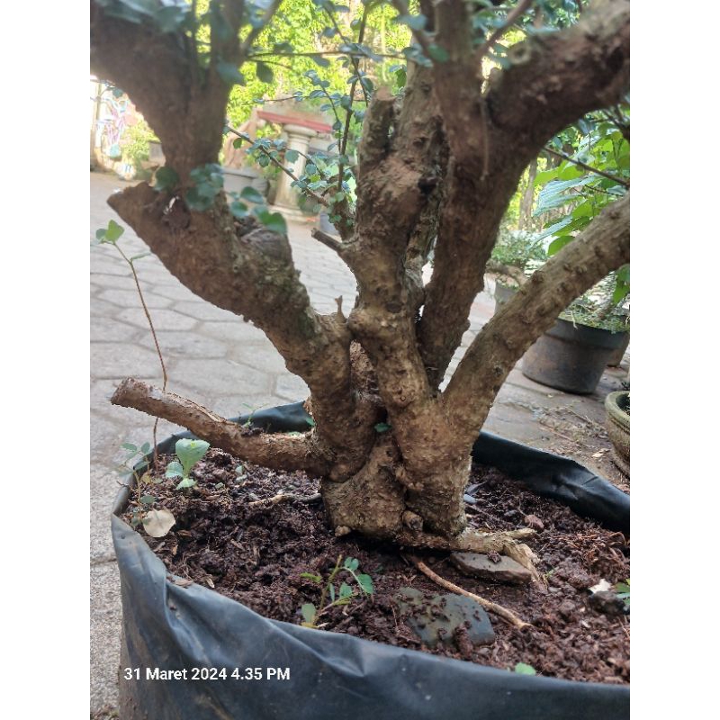 hokiantea mikro bahan bonsai jumbo