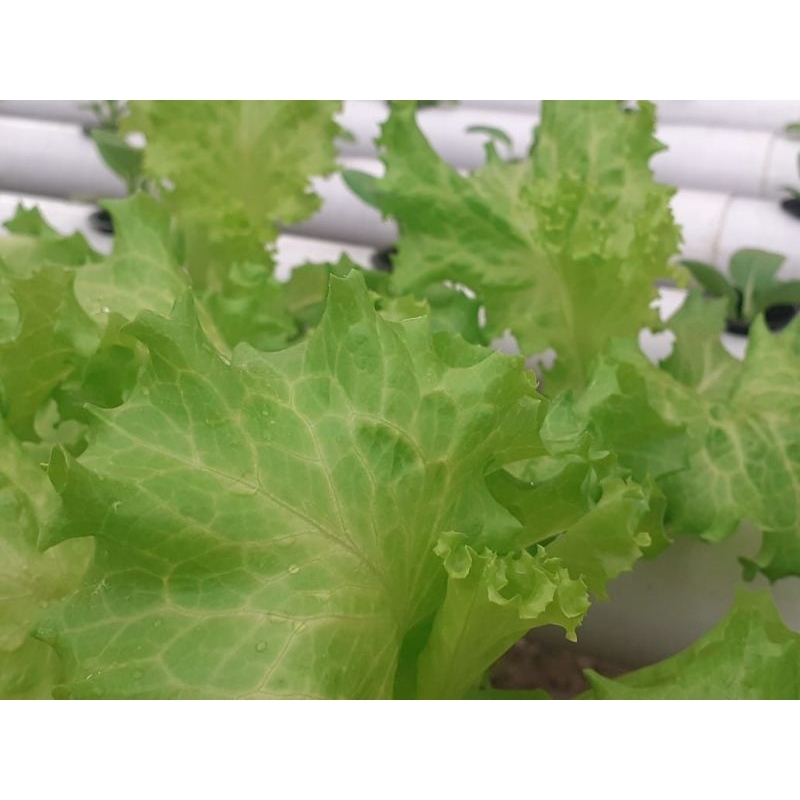 

Sayur Hijau Hidroponik