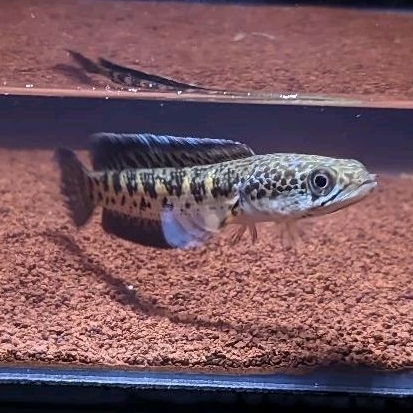 BABY AURANTI MACULATA CB SIZE 12-13CM