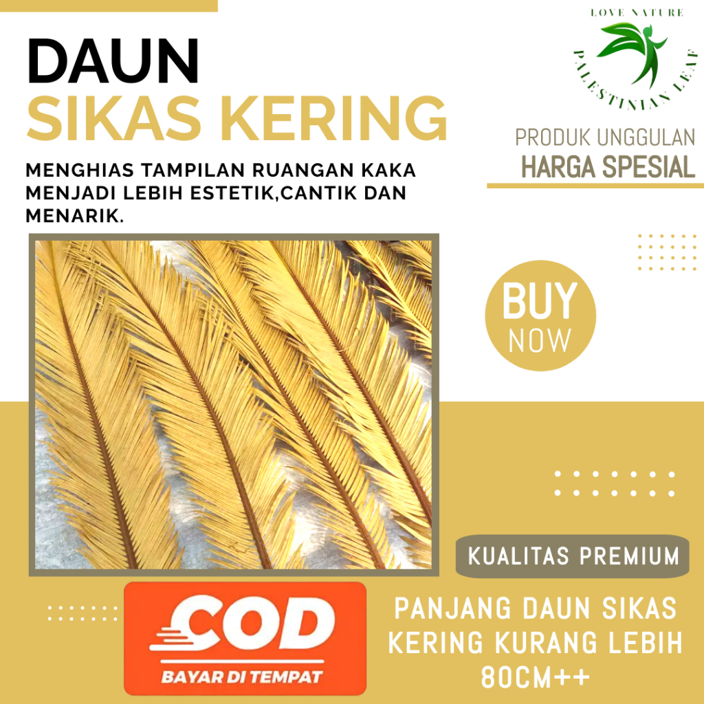 Hiasan Dekorasi Daun Sikas Kering Termurah