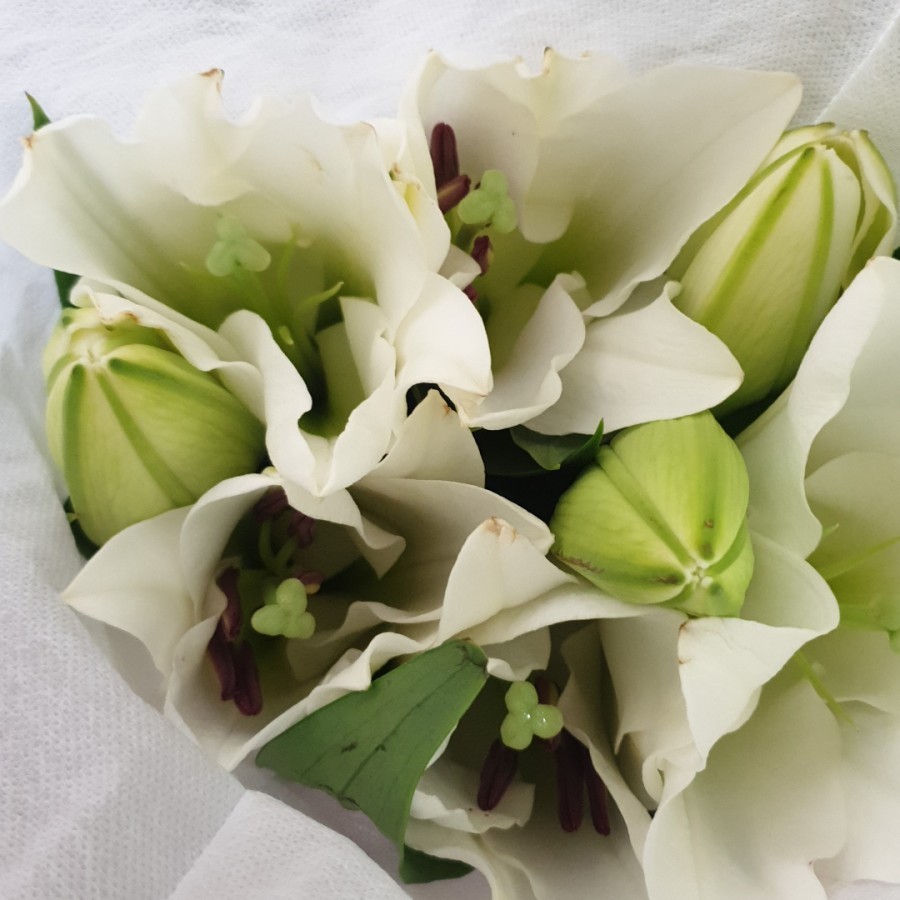 Bunga Lily Fresh I Bunga Potong Segar - Periakt