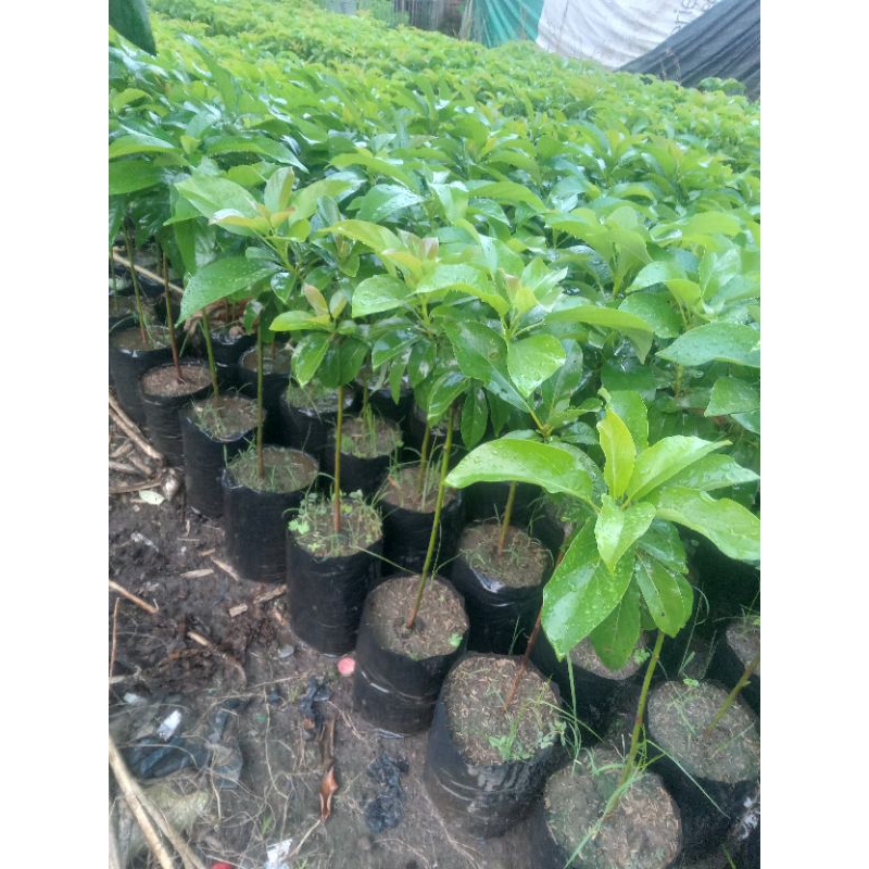 bibit tanaman buah alpukat kelud
