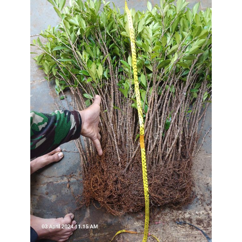 Bibit kimeng super 30cm rawatan