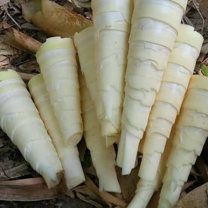 

rebung bambu bambu muda belum di kupas