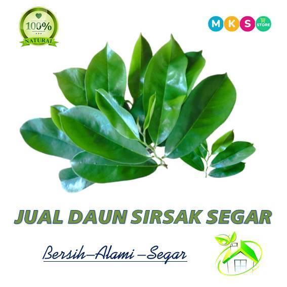 

jual daun sirsak segar daun herbal 100 lembar bersih alami