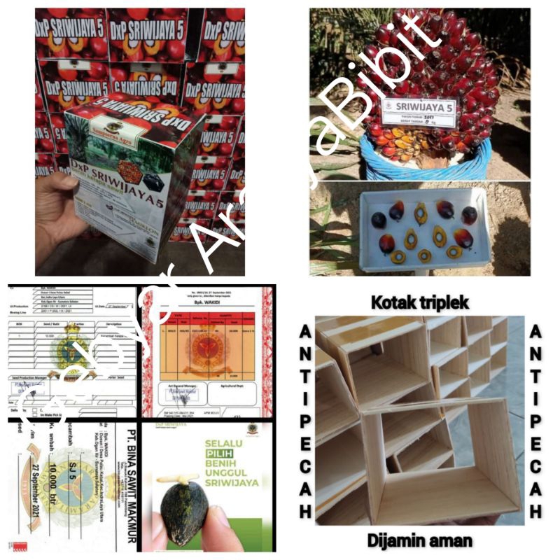 Bibit Benih Kecambah Sawit Sriwijaya5(SJ5)