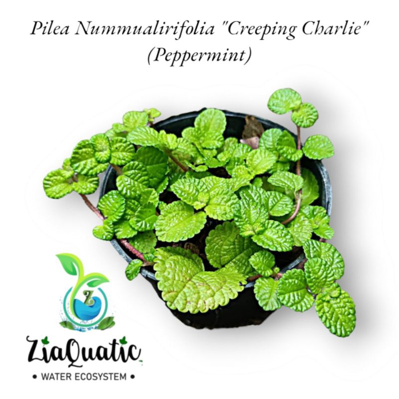 Pilea Nummualirifolia "Creeping Charlie" Peppermint - Tanaman Hias Rambat Paludarium Terrarium Indoo