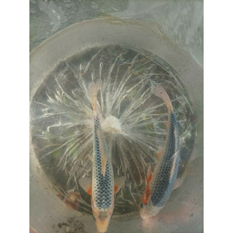 bibit ikan koi