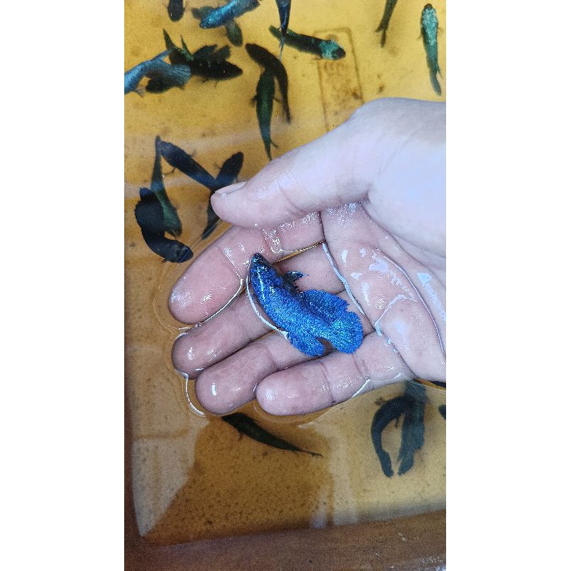 CUPANG SUPER GIANT REAL