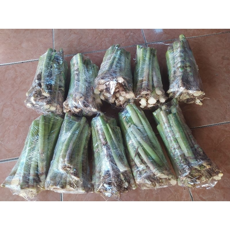 BIBIT ODOT SUPER JUMBO  PER 10 KG