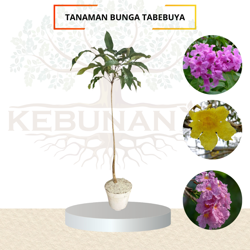 Tanaman Pohon Tabebuya/Bunga Sakura Kondisi Rimbun Batang Besar