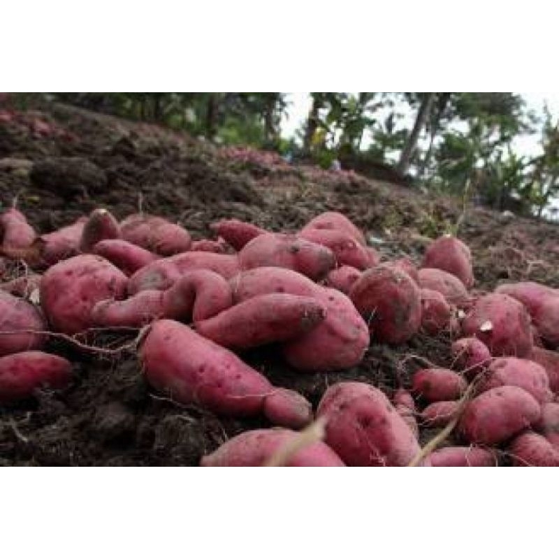 

COD Umbi jalar segar kualitas bagus 1kg